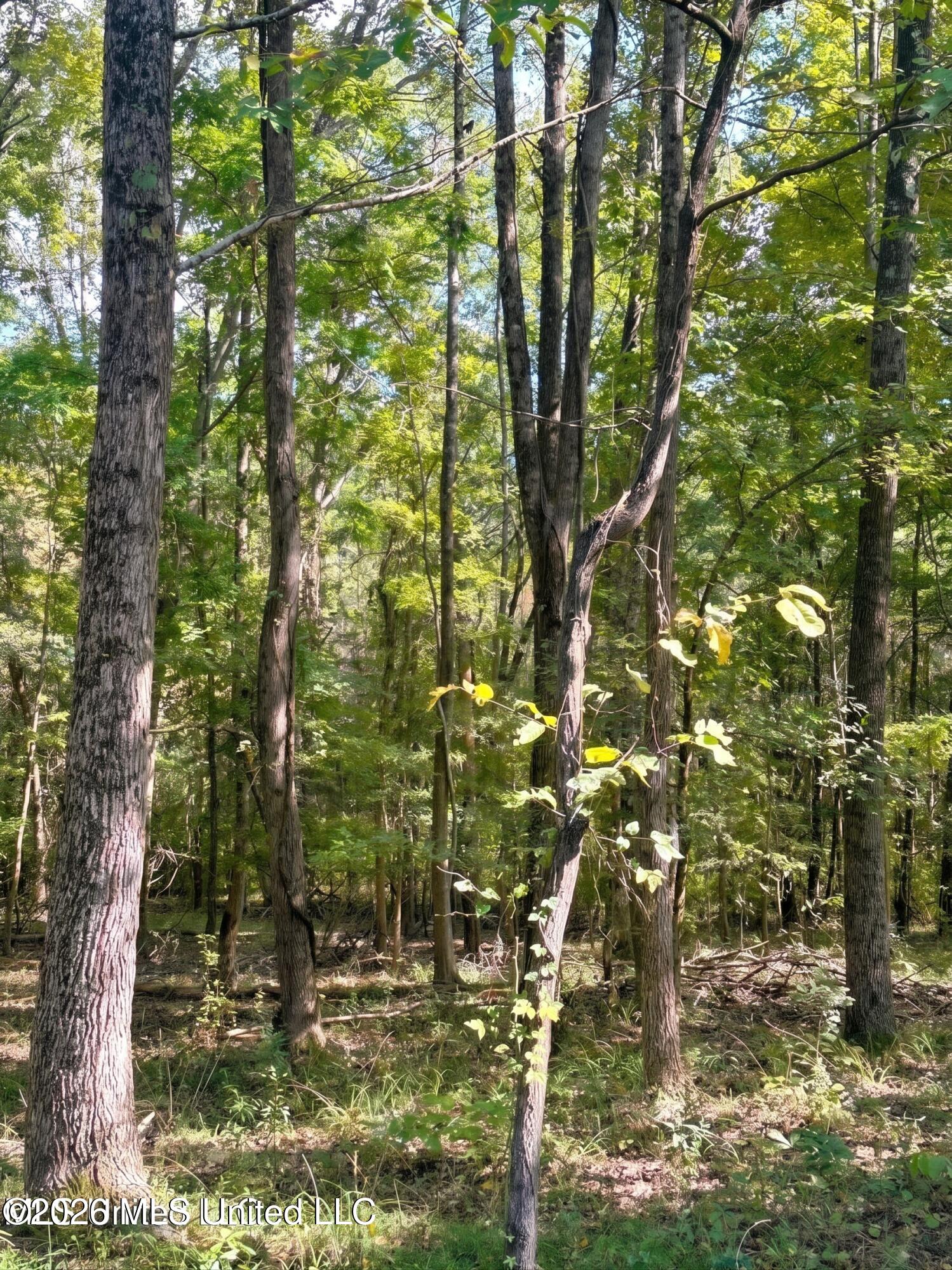 4811 Holcomb-Sweethome Road Holcomb, MS 38940 - Photo 6 of 15 holcomb-sweethome road_33