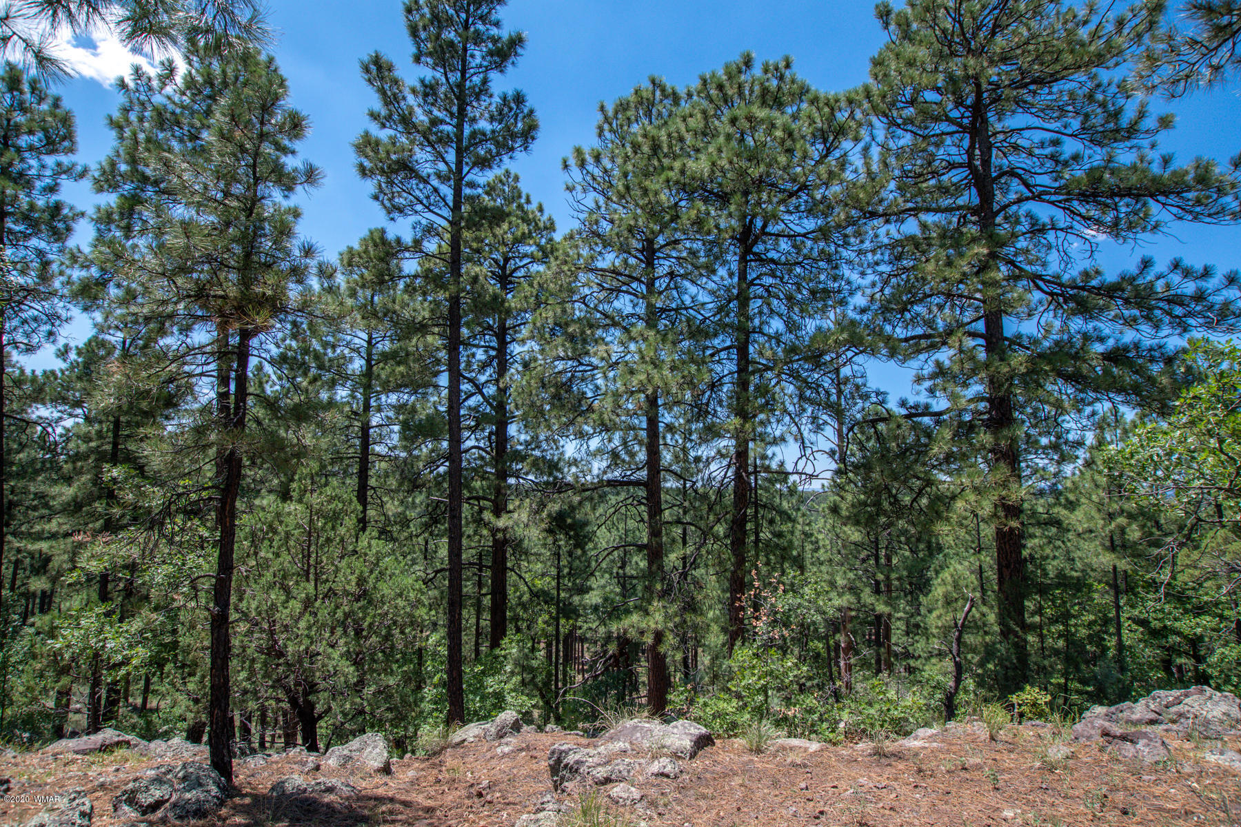 2131 East Ridge Drive Pinetop, AZ 85935 - Photo 11 of 17 Gallery Image 11