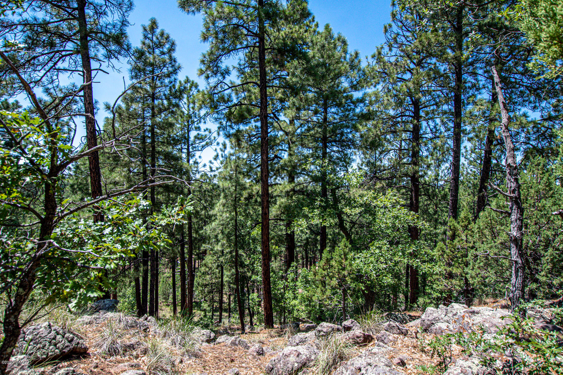 2131 East Ridge Drive Pinetop, AZ 85935 - Photo 12 of 17 Gallery Image 12
