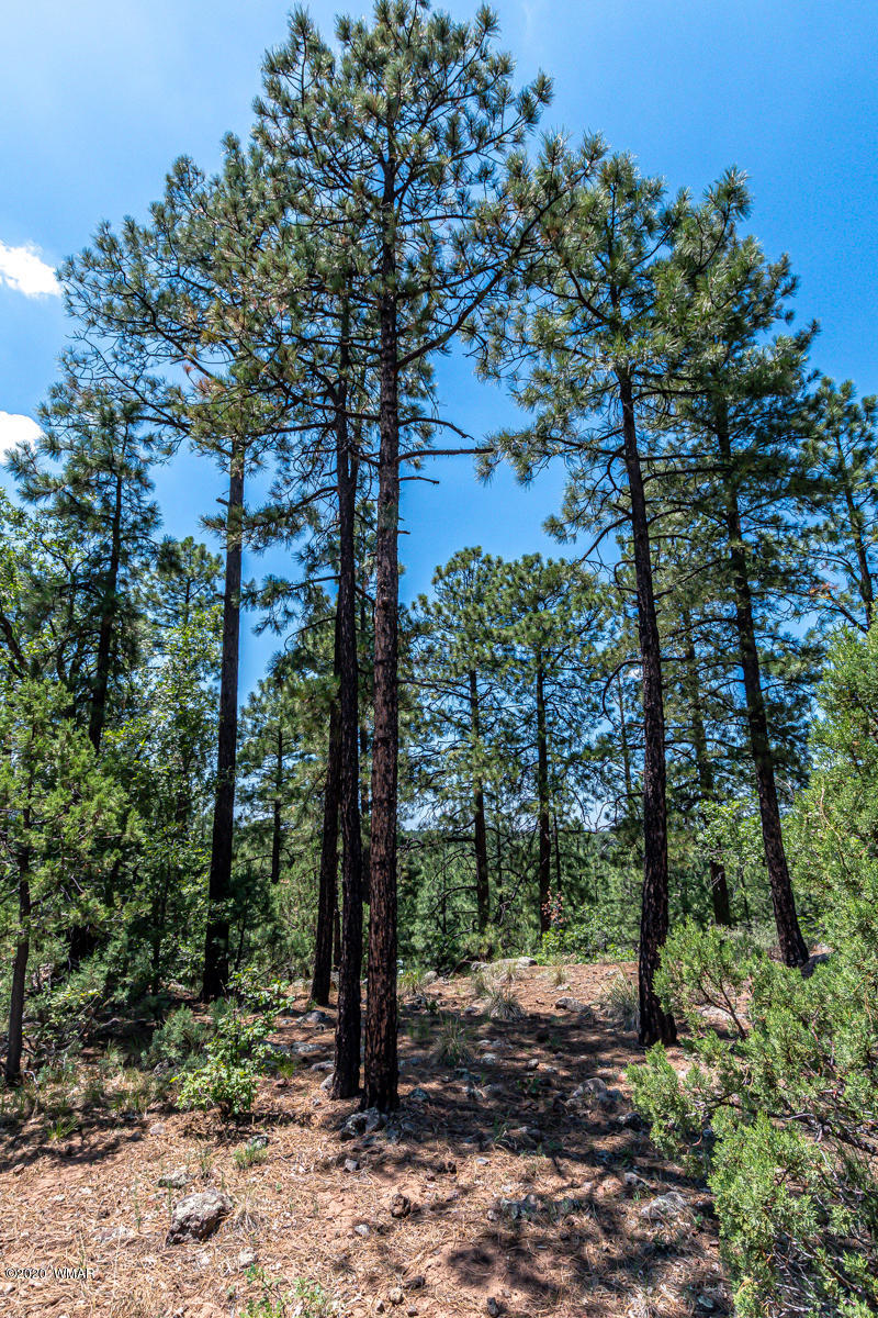 2131 East Ridge Drive Pinetop, AZ 85935 - Photo 13 of 17 Gallery Image 13