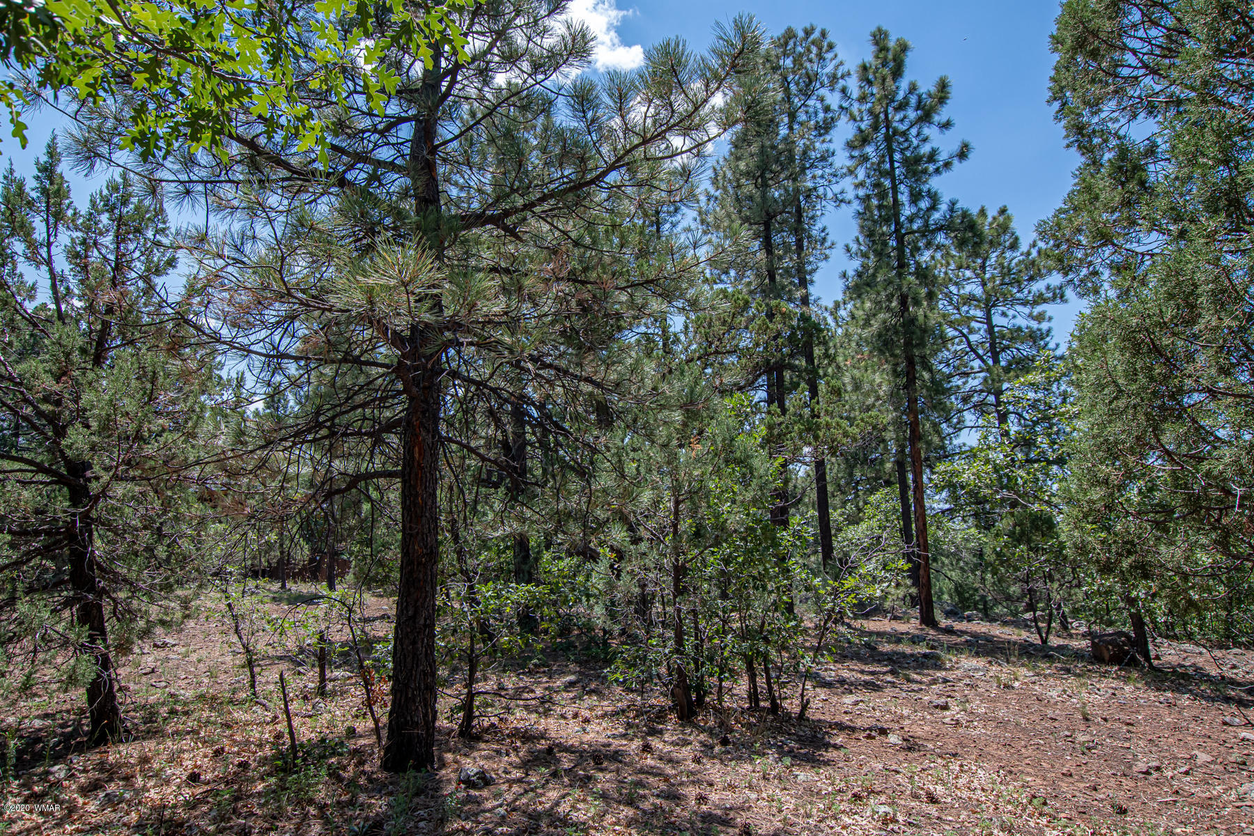 2131 East Ridge Drive Pinetop, AZ 85935 - Photo 15 of 17 Gallery Image 15