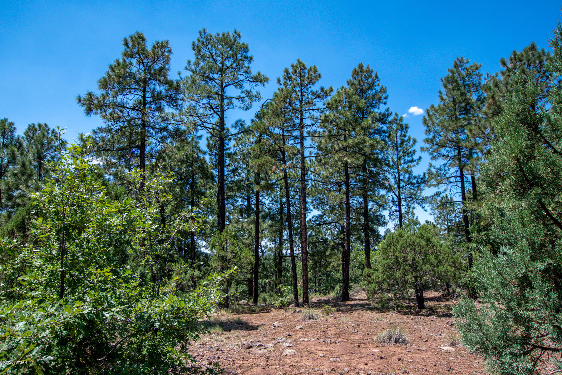 2131 East Ridge Drive Pinetop, AZ 85935 - Photo 10 of 17 Gallery Image 10