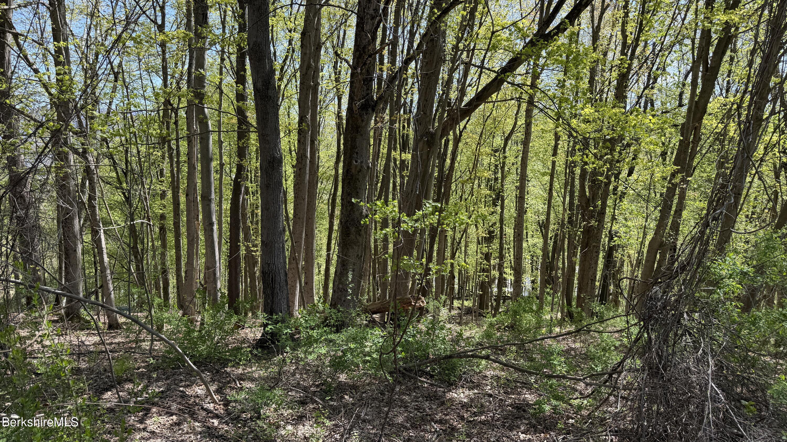 wooded