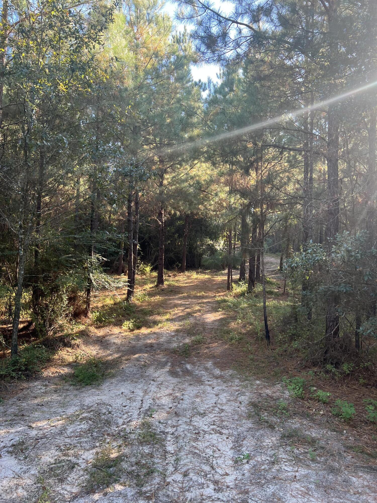Tbd Melton Road Baker, FL 32531 - Photo 12 of 12 a view of outdoor space with trees
