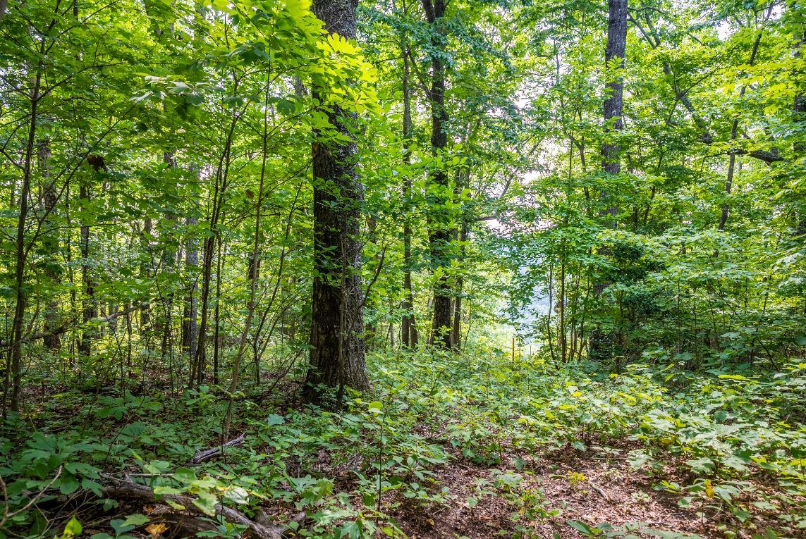 Lot 64 Shivas North Rising Fawn Ga 30738, Unit 64 Rising Fawn, GA 30738 - Photo 19 of 25 12