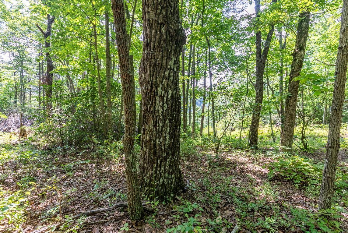 Lot 64 Shivas North Rising Fawn Ga 30738, Unit 64 Rising Fawn, GA 30738 - Photo 4 of 25 4