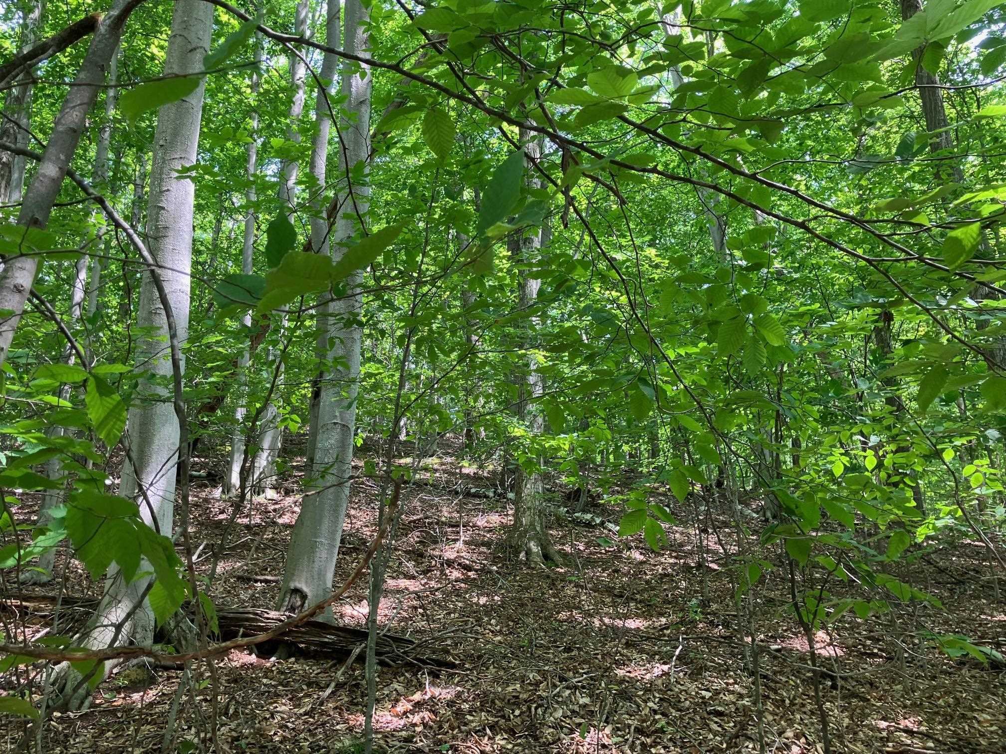 Lot 4 Spring Valley Road Beulah, MI 49617 - Photo 26 of 41