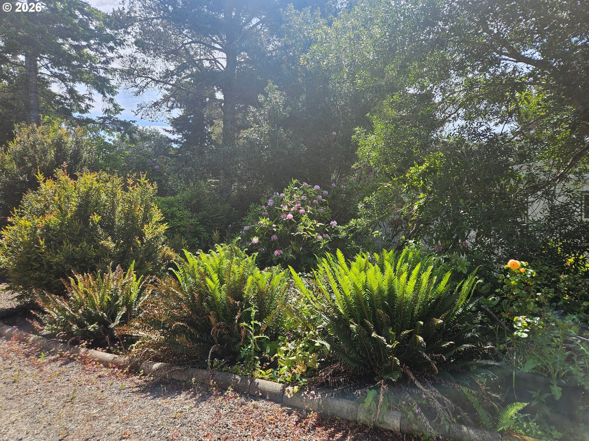 1600 Rhododendron Drive, Unit 214 Florence, OR 97439 - Photo 36 of 38 a plant is in a garden