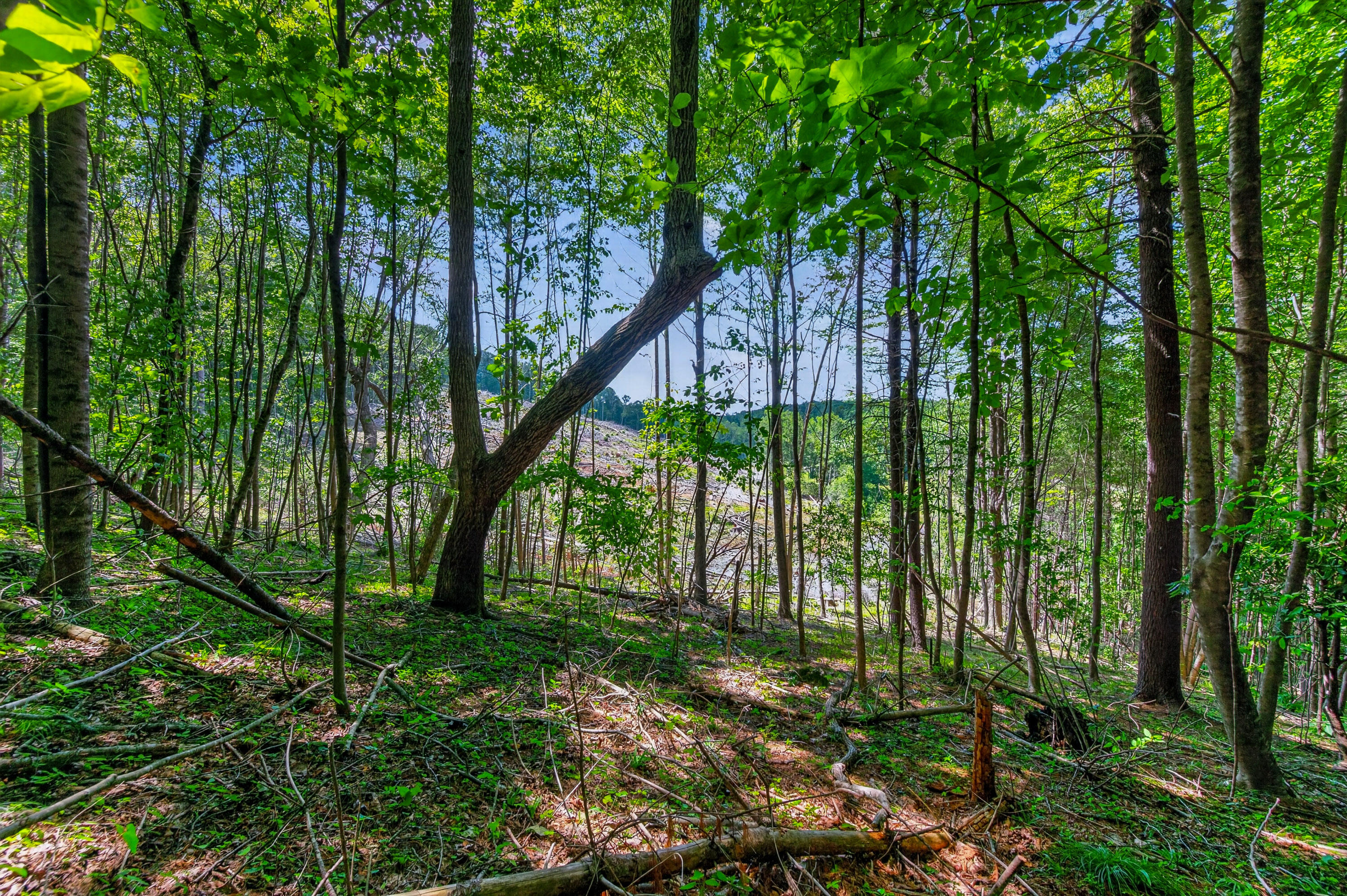 6196 Chances Creek Road Fancy Gap, VA 24328 - Photo 42 of 78 43