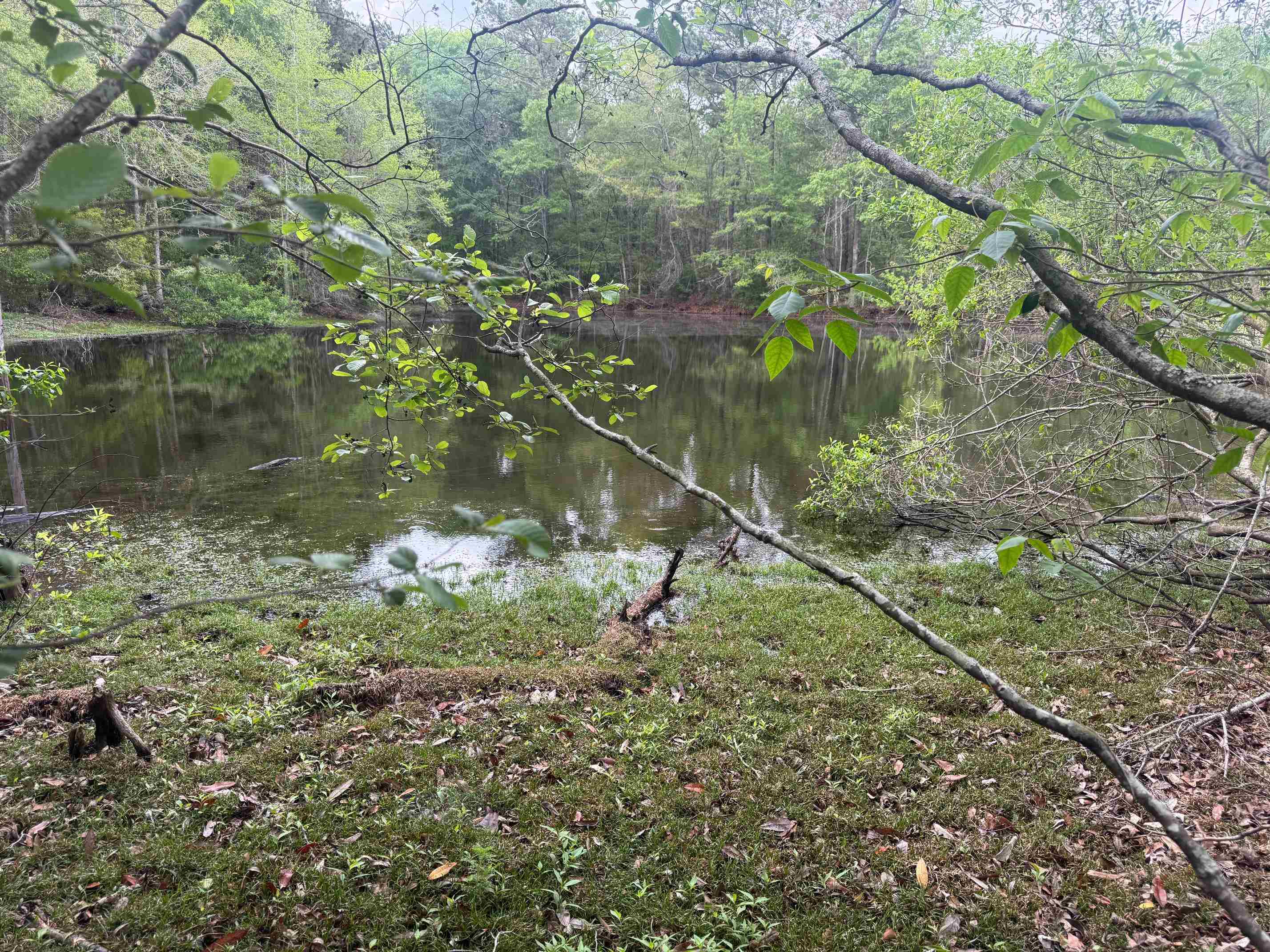 0 Co Road Andalusia, AL 36420 - Photo 25 of 34 Gallery Image 25