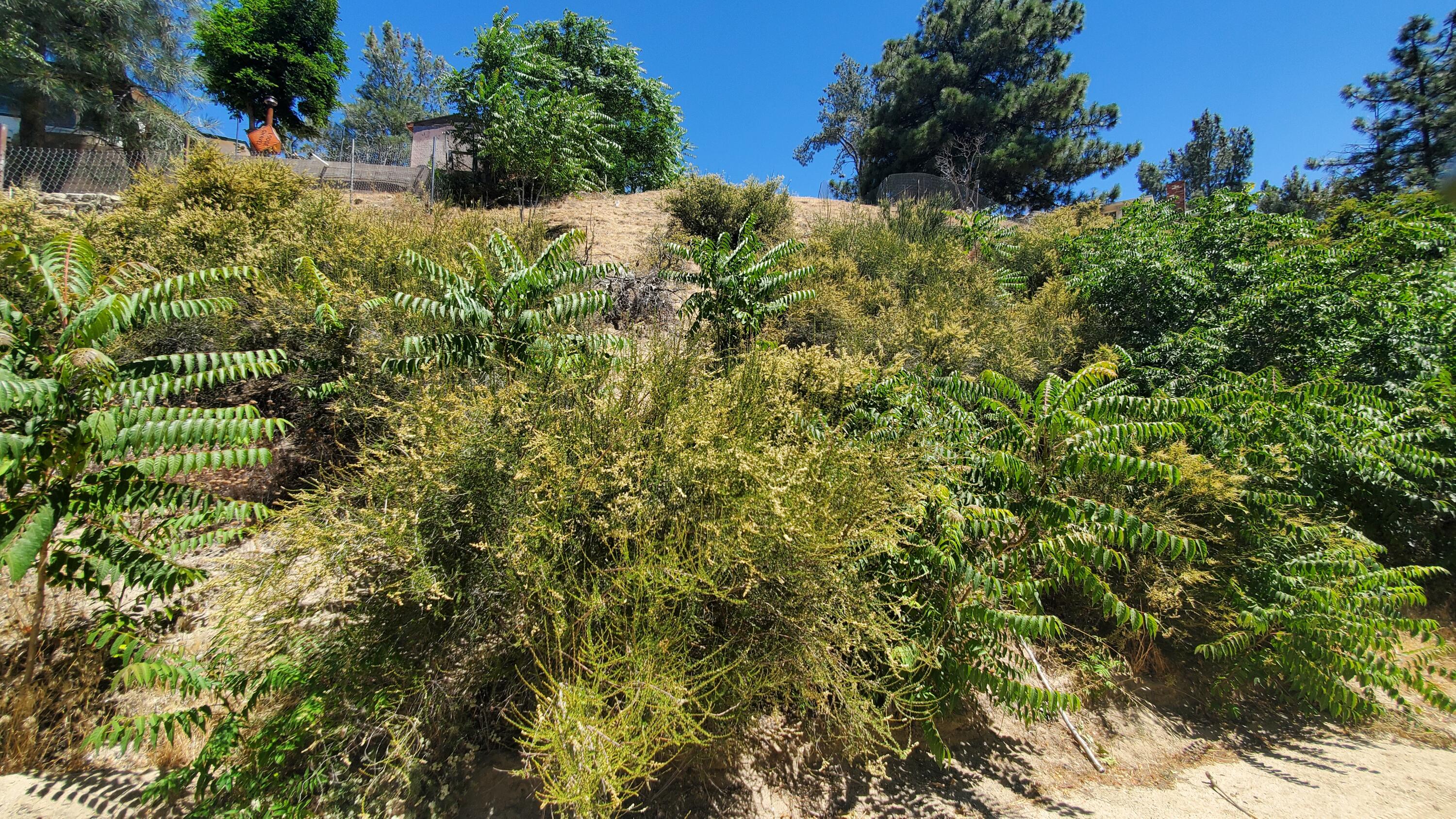 Grand View Lake Hughes, CA 93532 - Photo 8 of 19 a view of a garden with a tree