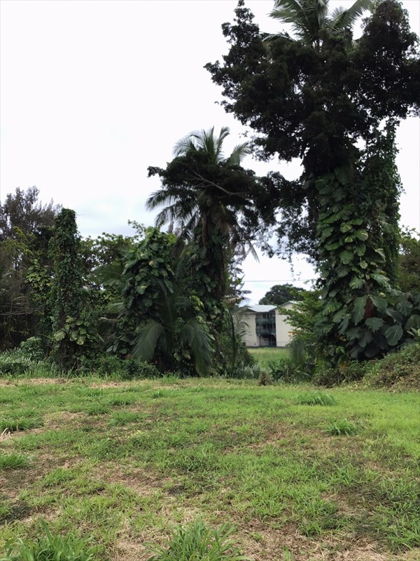 23 Lihikai Road Hilo, HI 96720 - Photo 3 of 6 a view of a big yard in a yard