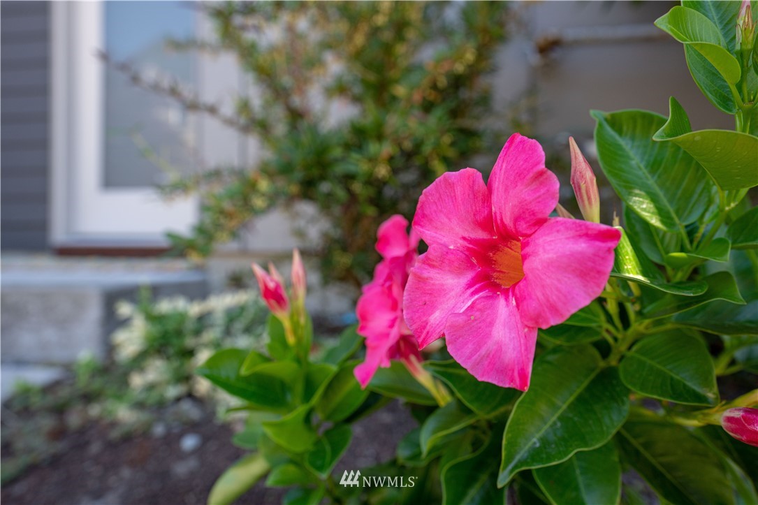 4262 Linden Avenue North Seattle, WA 98103 - Photo 40 of 40 a view of a flower