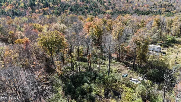a view of a forest with a tree