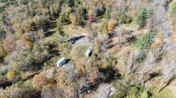 a view of a forest with a tree