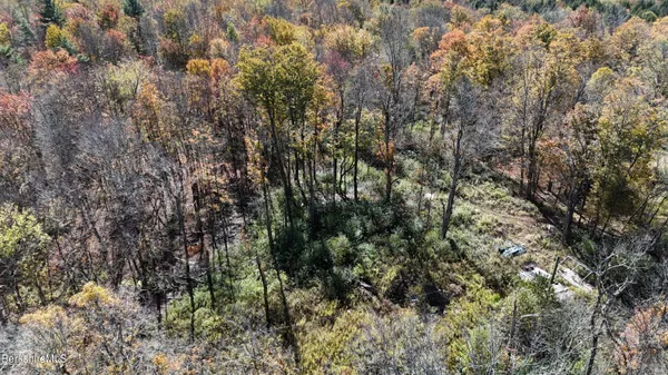 a view of a forest with a tree