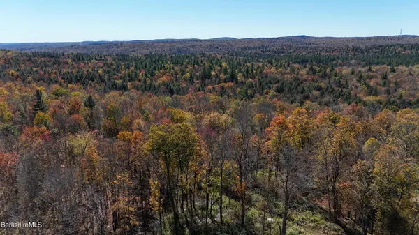 a view of a bunch of trees and bushes