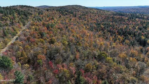 a view of a bunch of trees and bushes