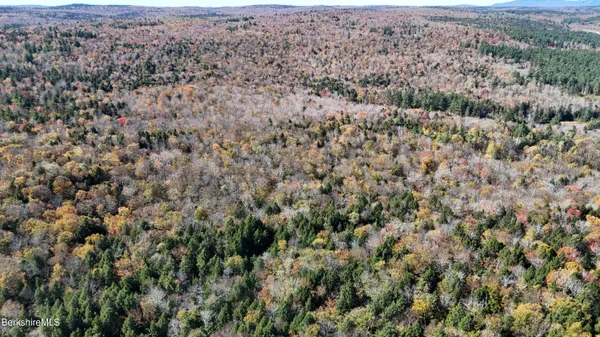 a view of forest