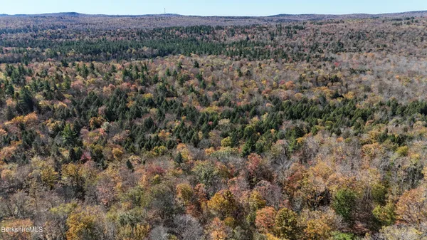 a view of a bunch of trees and bushes