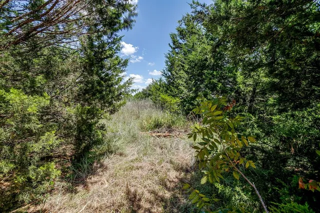 a view of a lush green forest