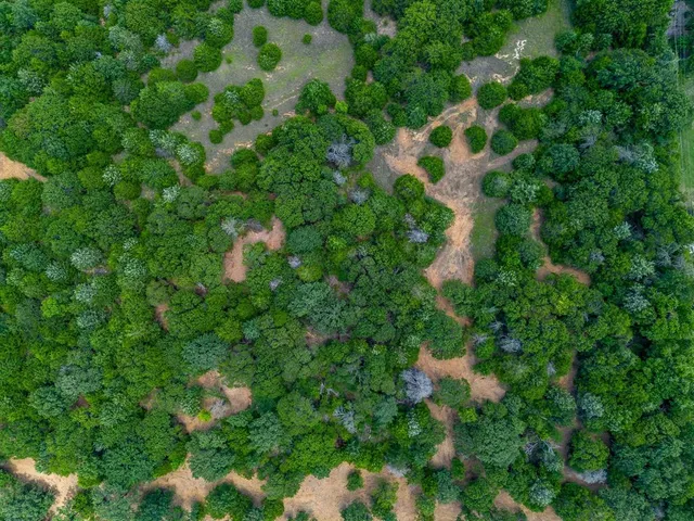 a view of a tree in a garden