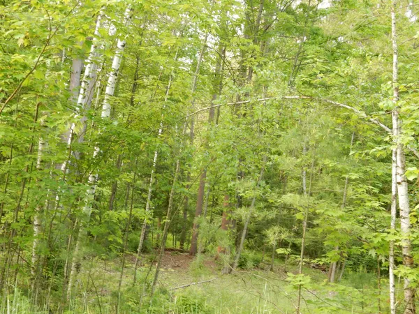 $69,500 | 0 Pine Street, Unit 36, Newport, VT 05855