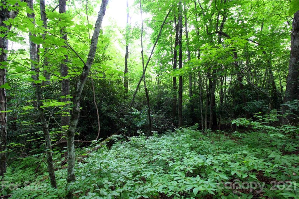 Tract B Tract B Old Parker Rd Lake, Unit TRACT B Rosman, NC 28772 - Photo 12 of 18 a view of forest