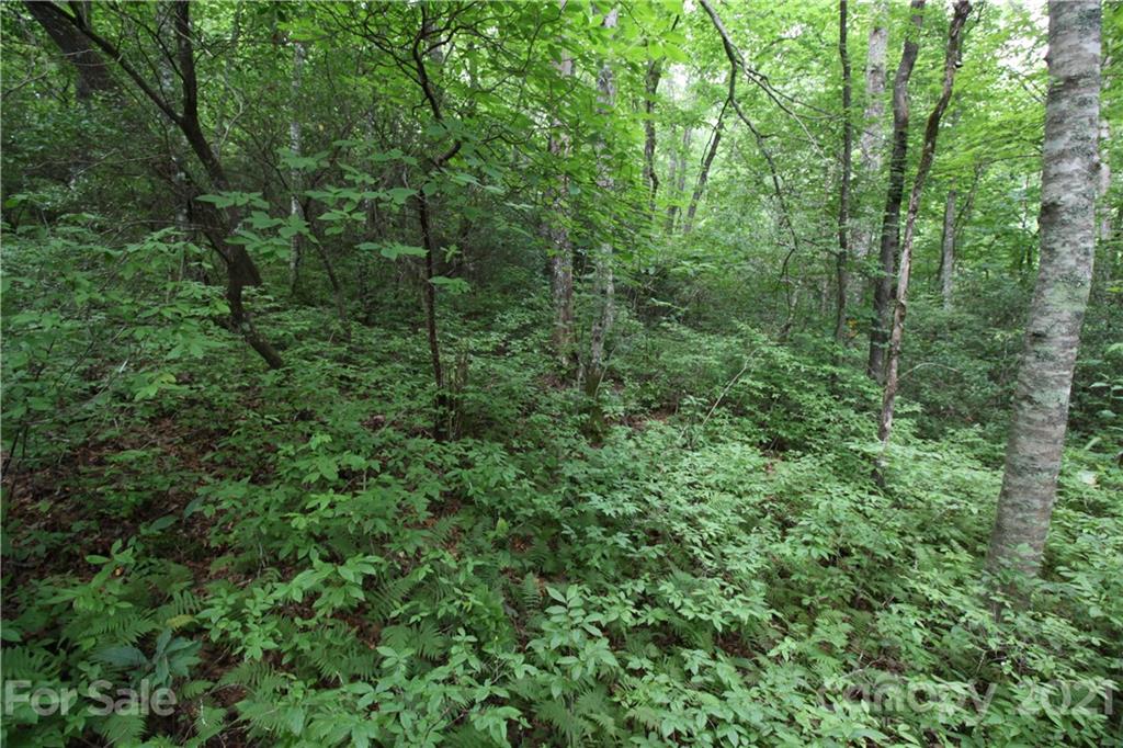 Tract B Tract B Old Parker Rd Lake, Unit TRACT B Rosman, NC 28772 - Photo 13 of 18 a view of a lush green forest