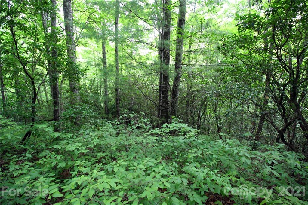 Tract B Tract B Old Parker Rd Lake, Unit TRACT B Rosman, NC 28772 - Photo 6 of 18 a view of a lush green forest
