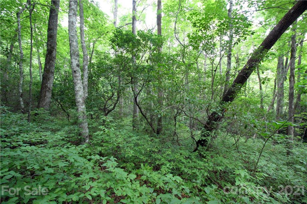 Tract B Tract B Old Parker Rd Lake, Unit TRACT B Rosman, NC 28772 - Photo 10 of 18 a view of a lush green forest