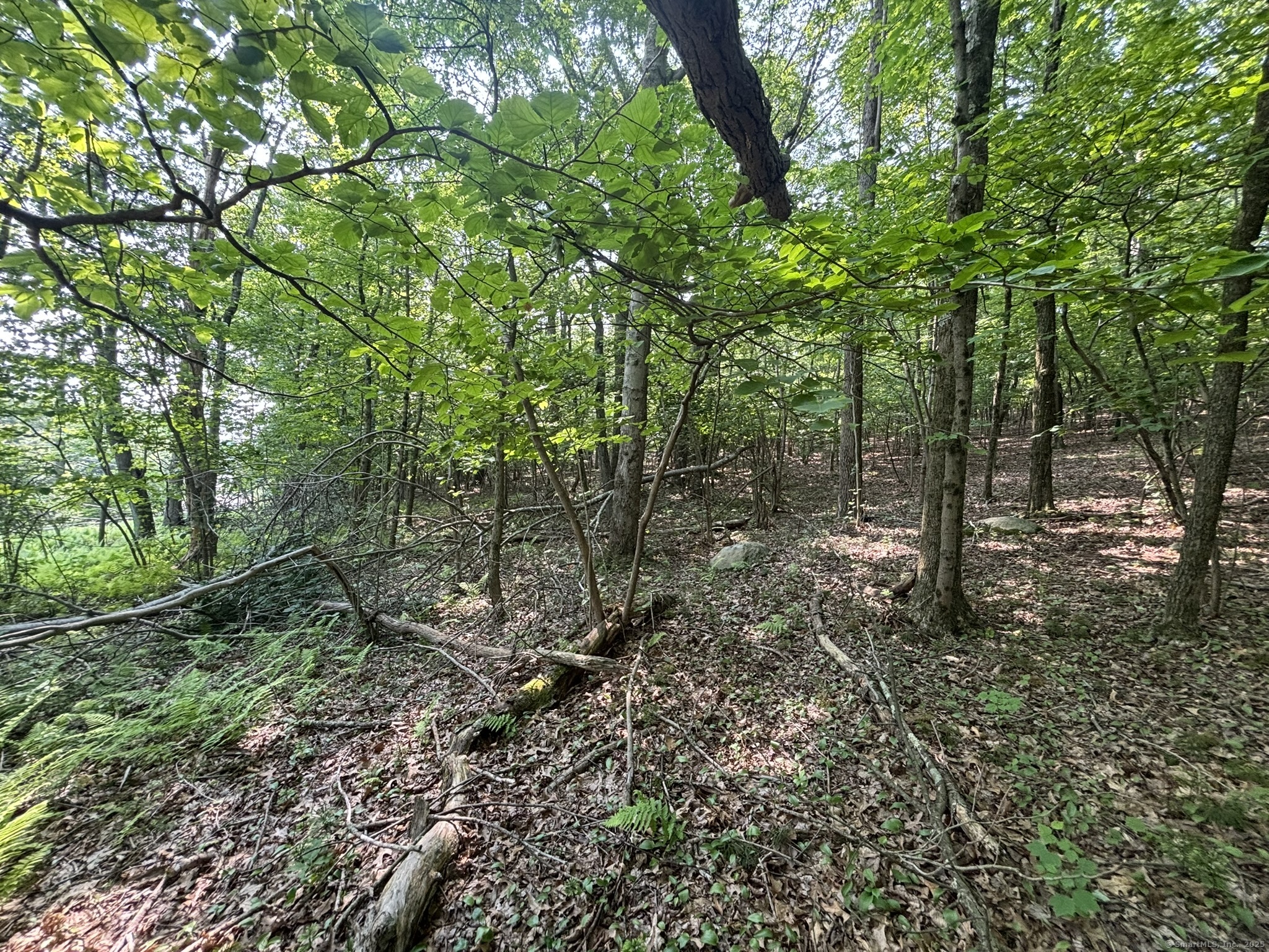 44 Cheshire Road Prospect, CT 06712 - Photo 14 of 39 a view of a forest with trees in the background