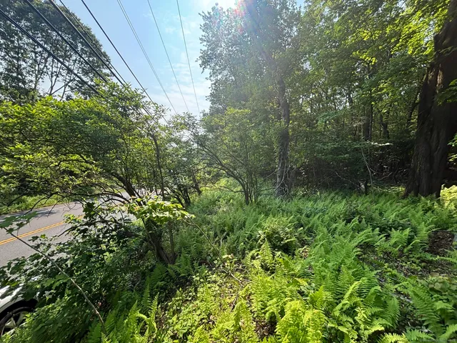 a view of a garden with plants and trees