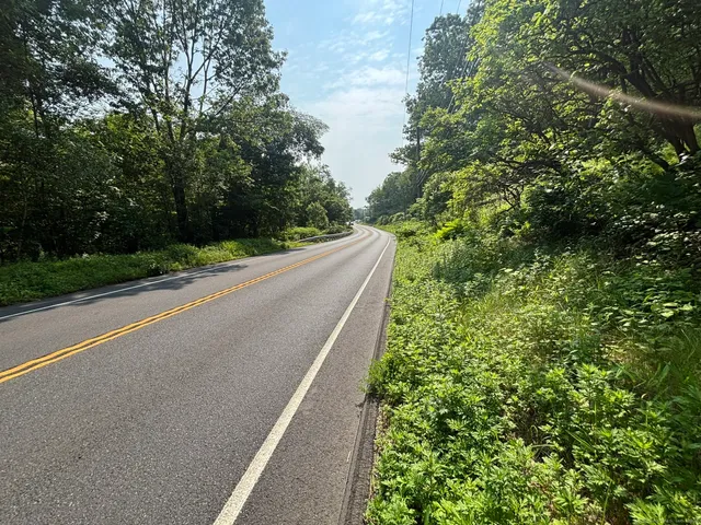 a view of a forest with trees in the background