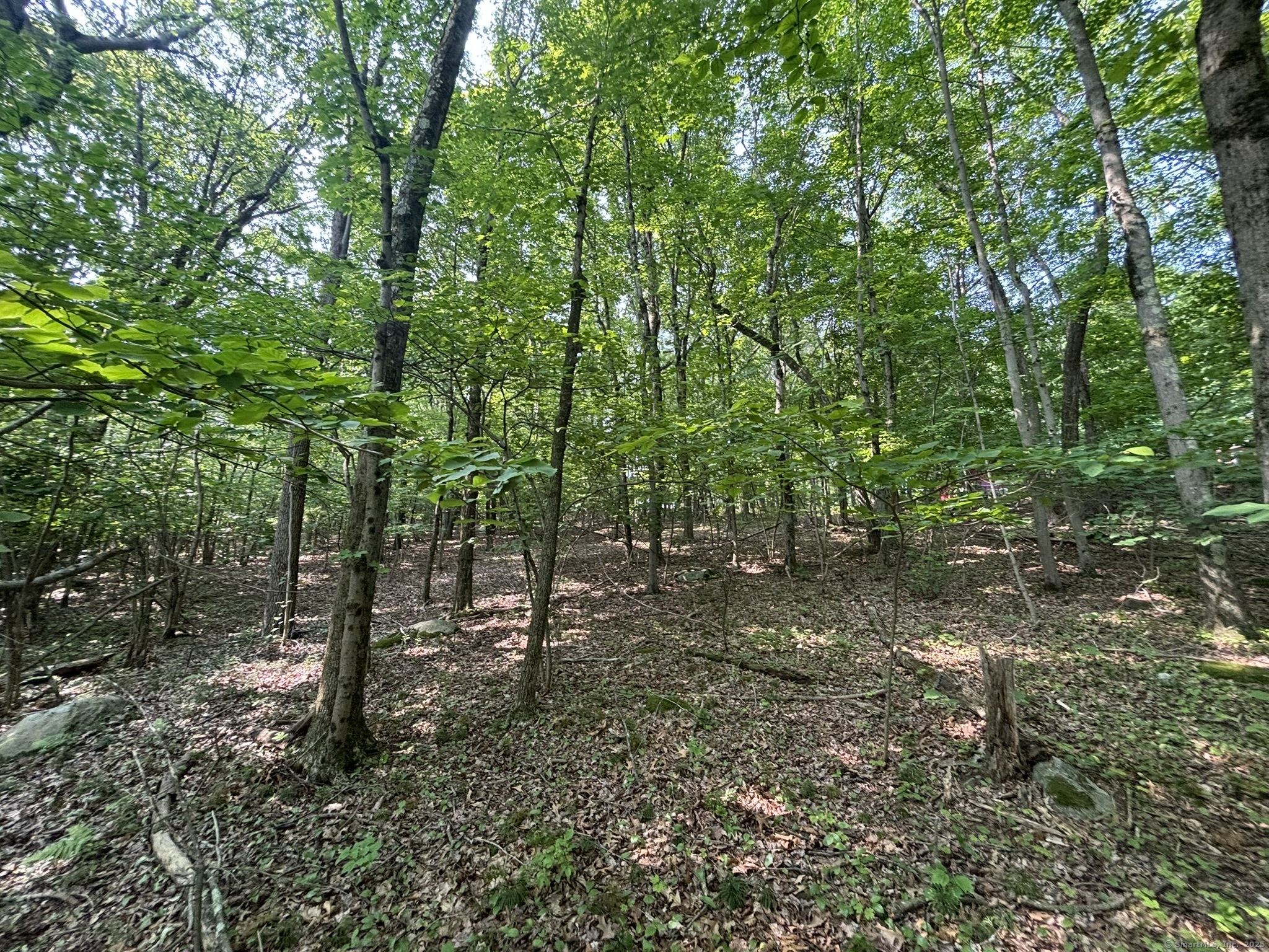 44 Cheshire Road Prospect, CT 06712 - Photo 5 of 39 a view of a forest with trees in the background