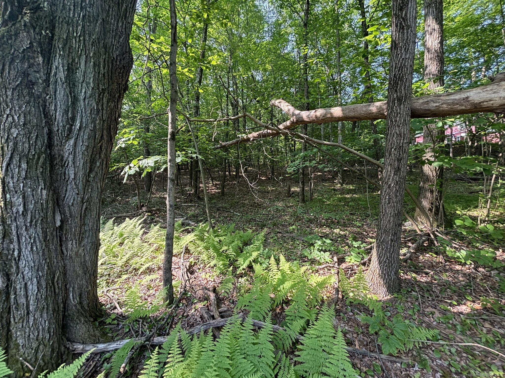 44 Cheshire Road Prospect, CT 06712 - Photo 7 of 39 a backyard of a house with lots of green space
