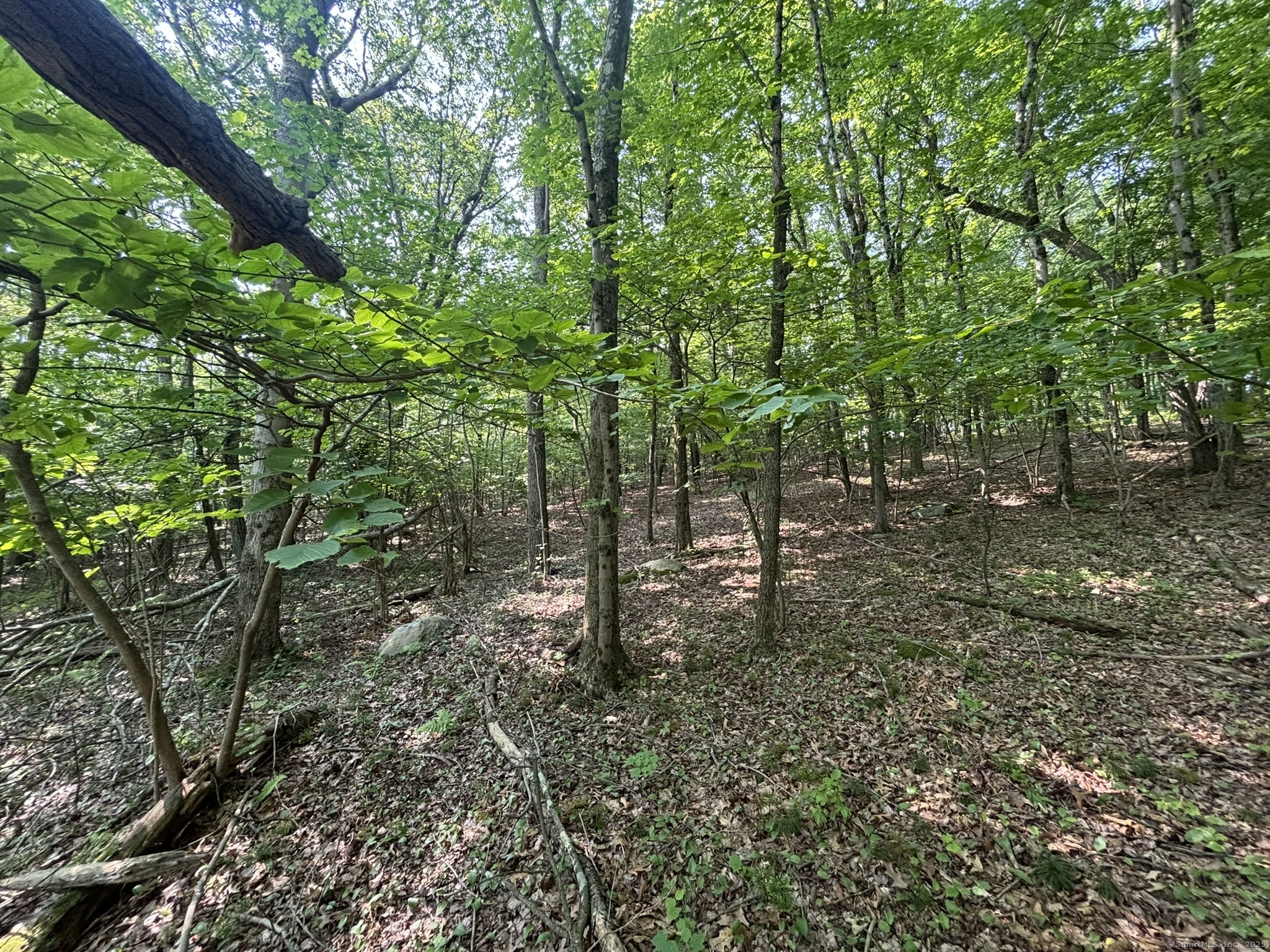 44 Cheshire Road Prospect, CT 06712 - Photo 8 of 39 a view of a forest with trees in the background