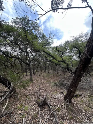 a view of a tree in the forest