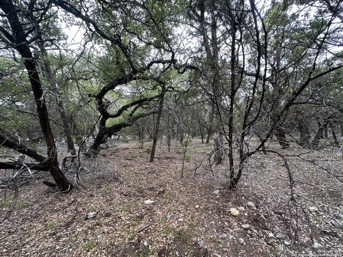 Unit 12 Block 7 Track 4 5 6 San Antonio, TX 78260 - Photo 7 of 9 a view of a tree in the forest