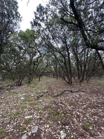 a view of a forest with trees in the background