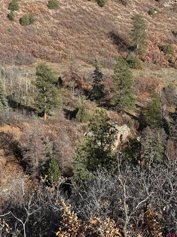 a view of a yard with a tree