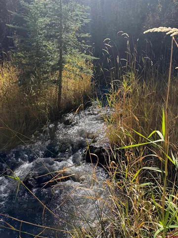 $395,000 | Tbd Alder Cayon Road, Placerville, CO 81430