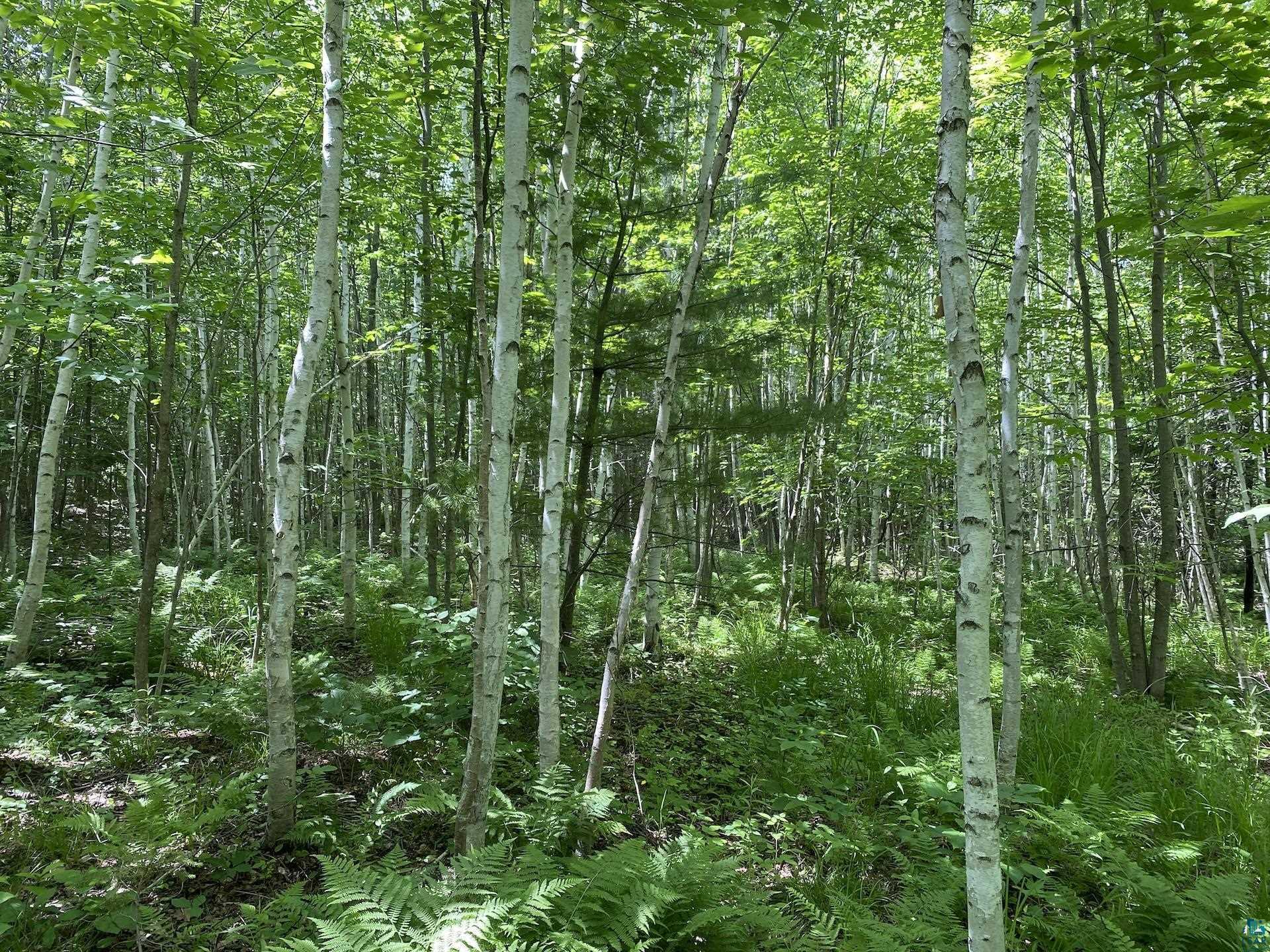 0 North Maple Hill Road Washburn, WI 54891 - Photo 12 of 37 Gallery Image 12