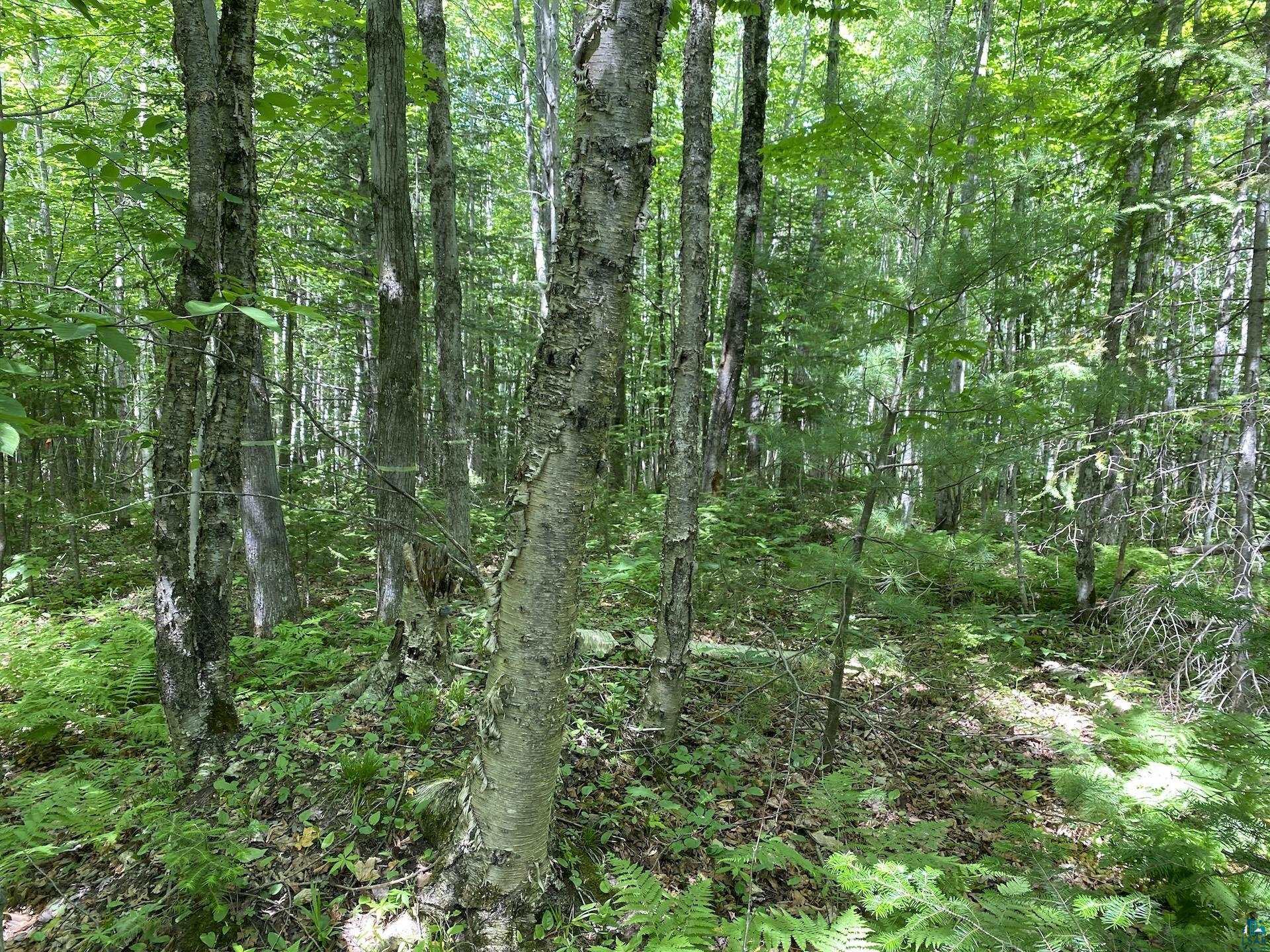 0 North Maple Hill Road Washburn, WI 54891 - Photo 14 of 37 Gallery Image 14