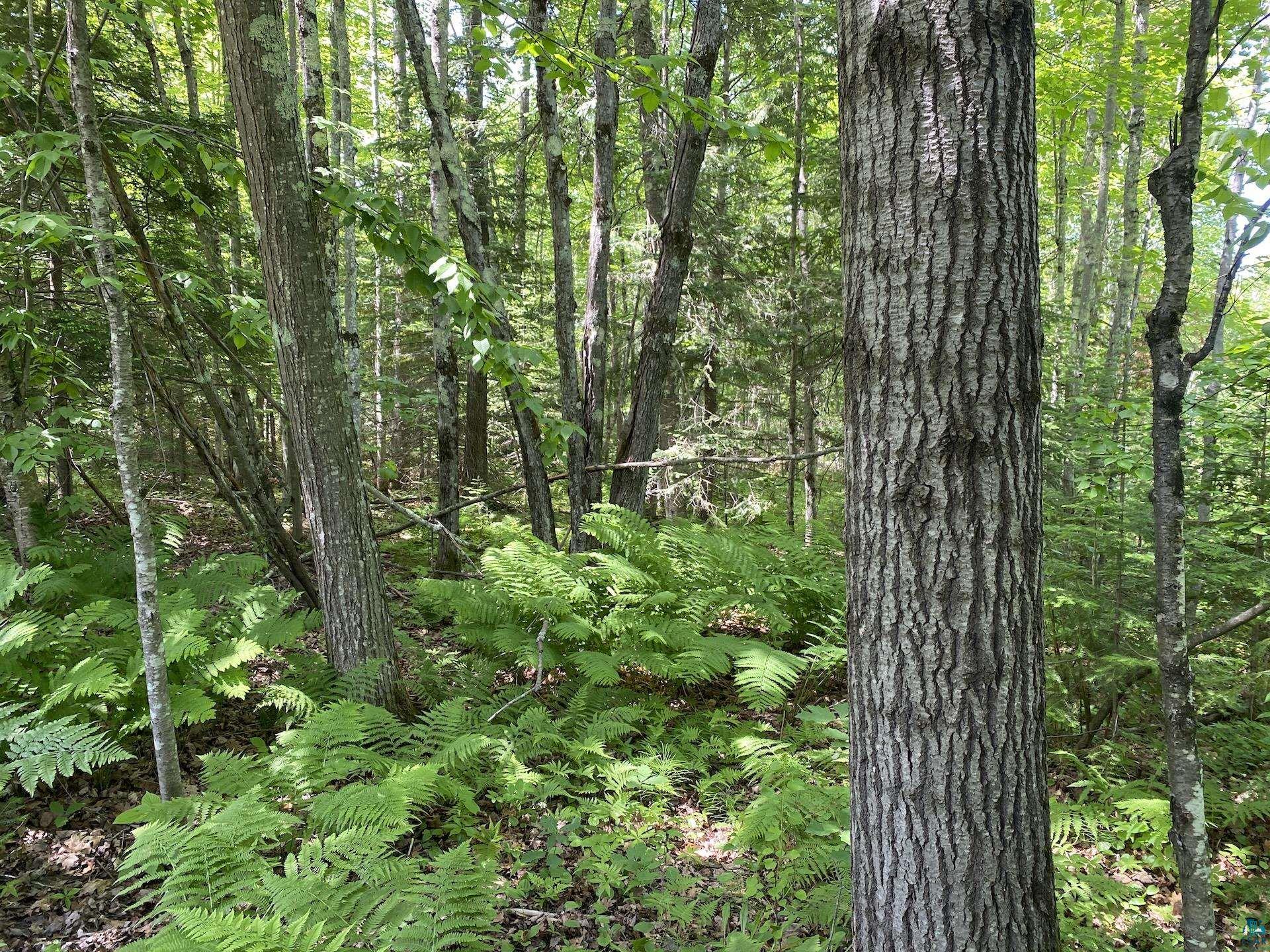 0 North Maple Hill Road Washburn, WI 54891 - Photo 15 of 37 Gallery Image 15