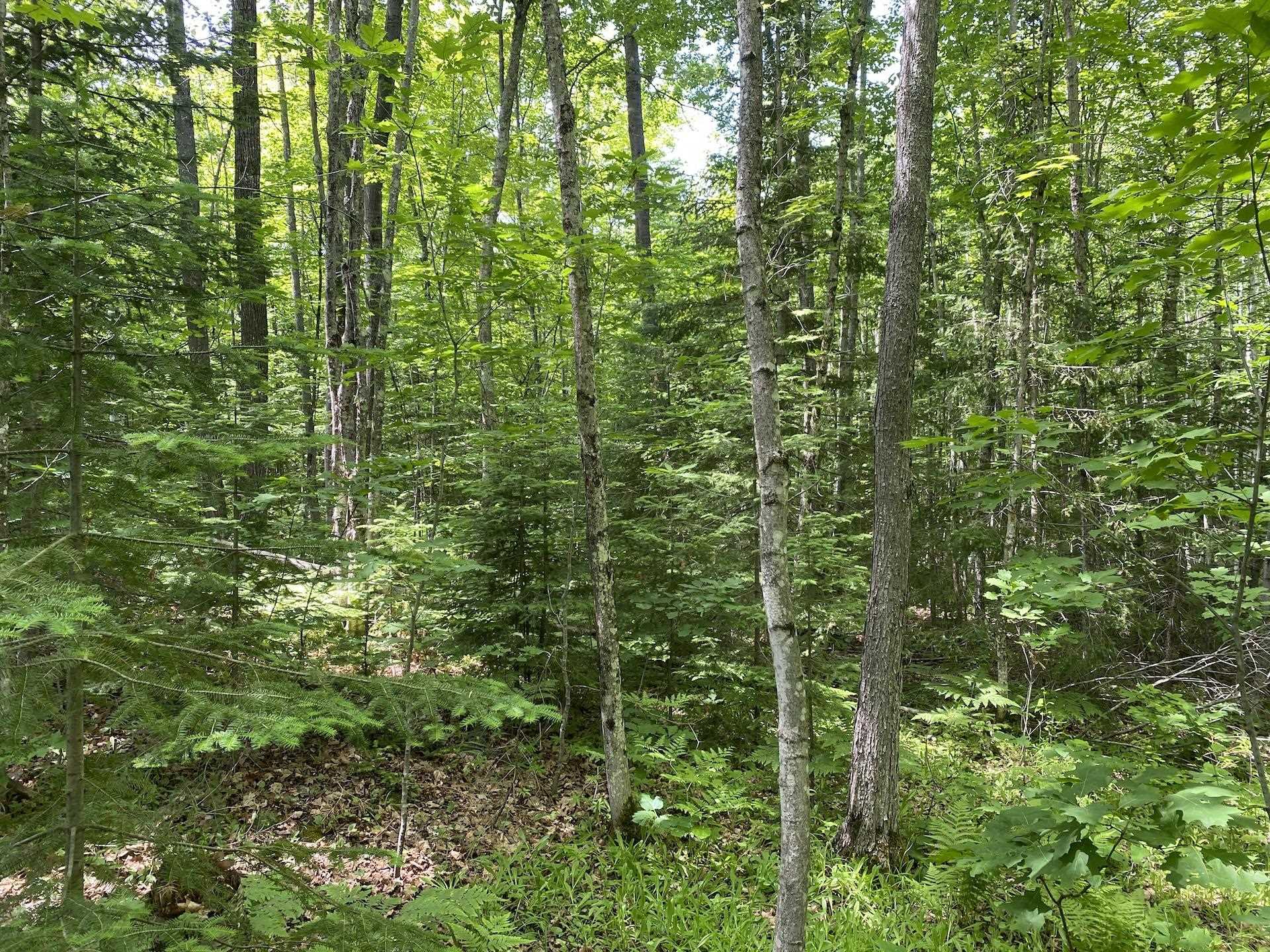 0 North Maple Hill Road Washburn, WI 54891 - Photo 19 of 37 Gallery Image 19