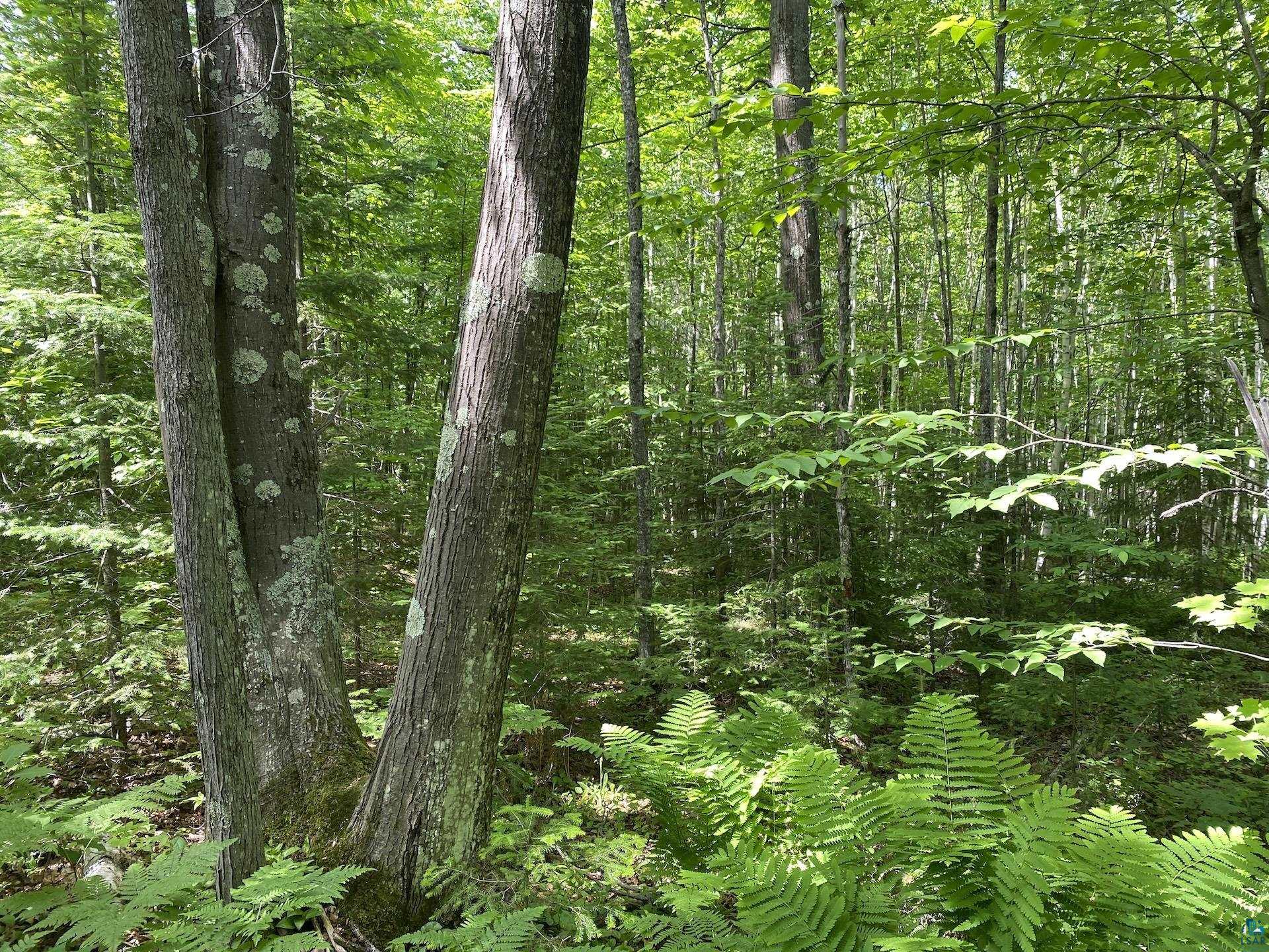 0 North Maple Hill Road Washburn, WI 54891 - Photo 2 of 37 Gallery Image 2