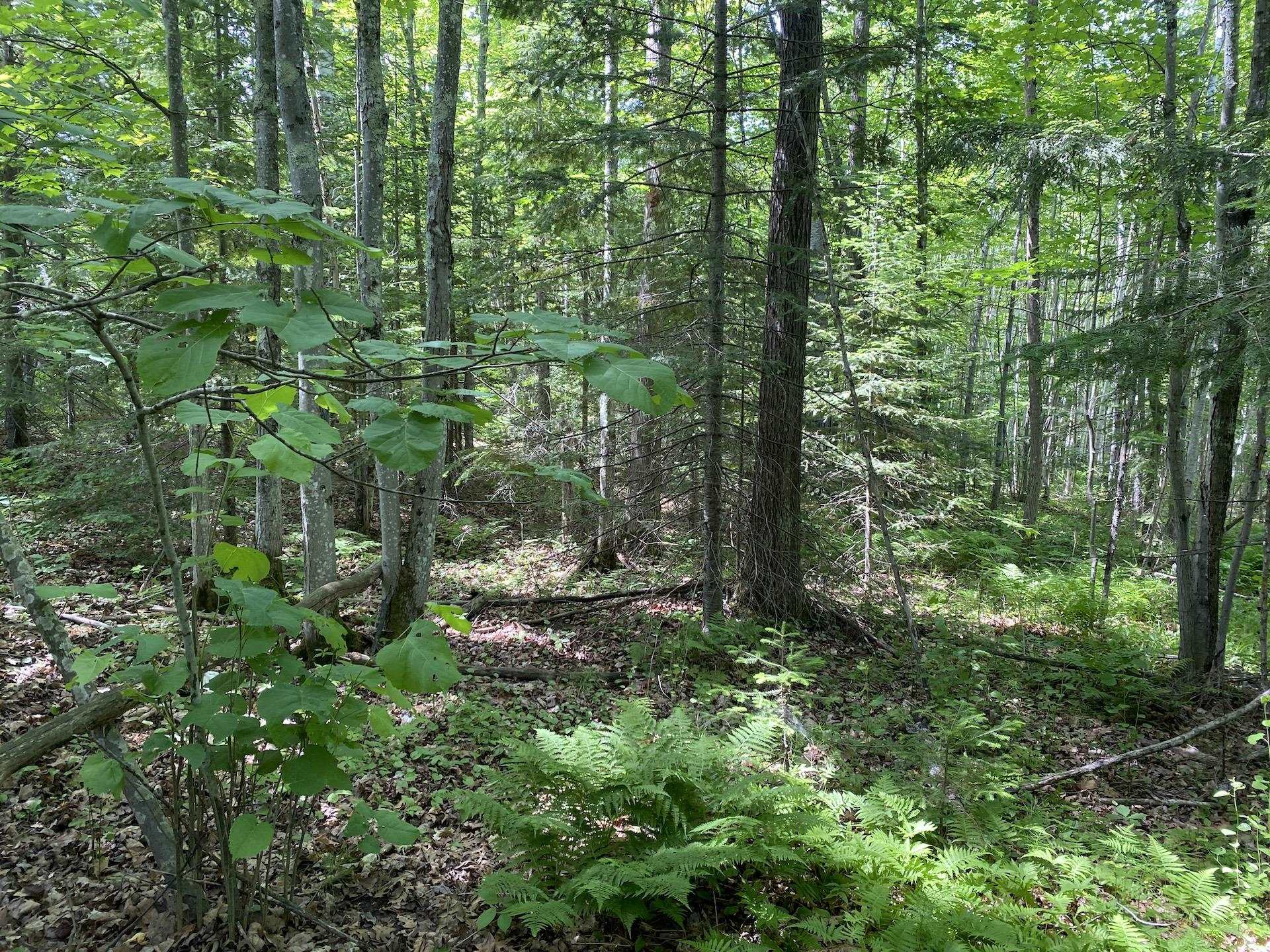 0 North Maple Hill Road Washburn, WI 54891 - Photo 24 of 37 Gallery Image 24