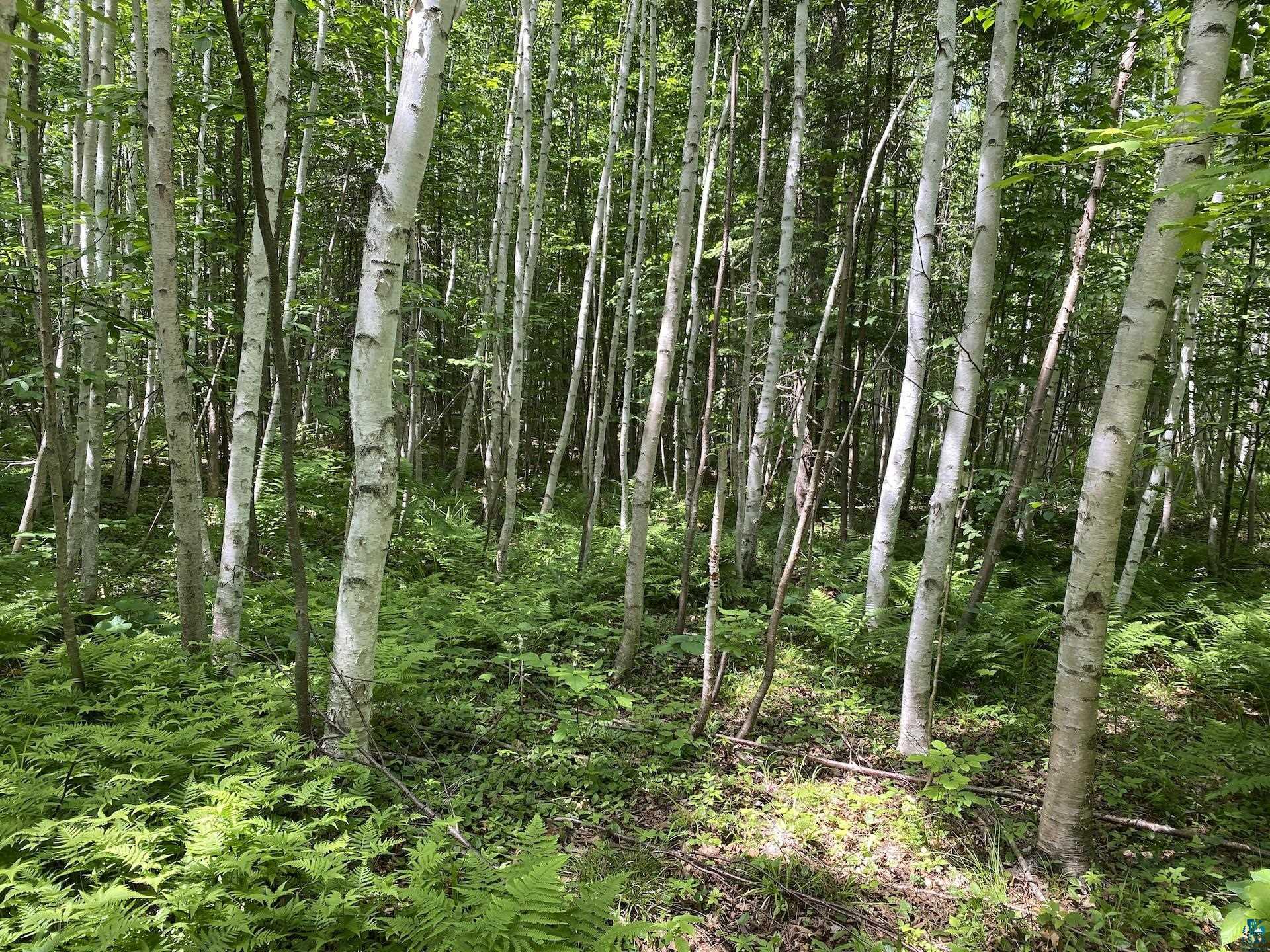 0 North Maple Hill Road Washburn, WI 54891 - Photo 28 of 37 Gallery Image 28