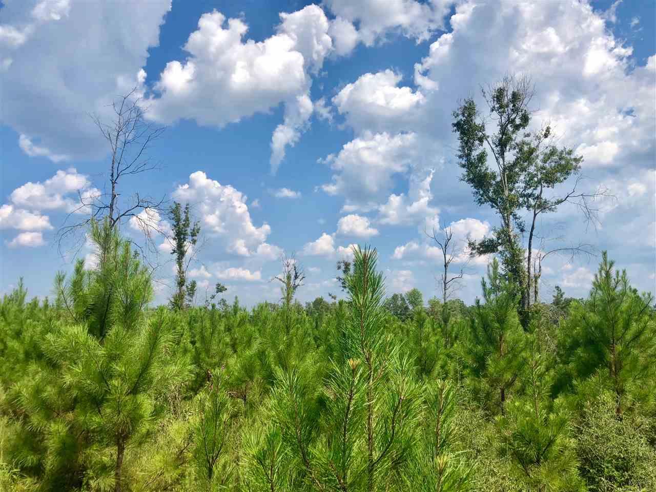 Lot 53-br Buffalo Ridge Road Pace, FL 32571 - Photo 4 of 8